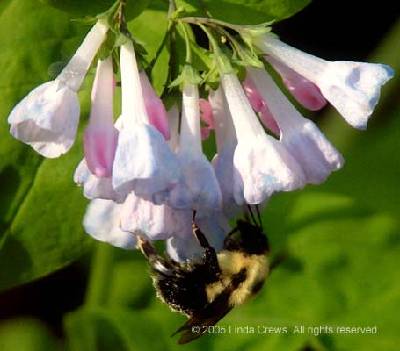 Virginia Bluebells with American Bumblebee - Mertensia virginica - Bombus pennsylvanicus